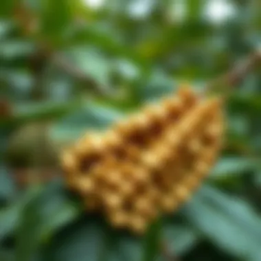 Magnificent A Comprehensive Exploration of Bambara Beans: Their Significance and Potential Magnificent A Comprehensive Exploration of Bambara Beans: Their Significance and Potential