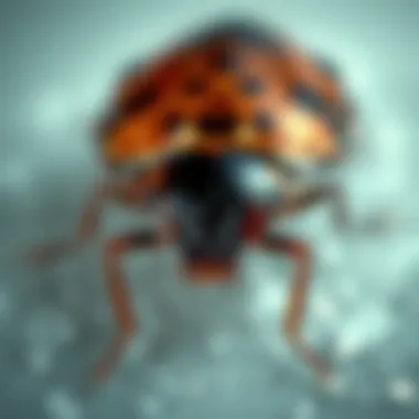 Magnificent Are Bed Bugs Poisonous? An In-Depth Exploration Magnificent Are Bed Bugs Poisonous? An In-Depth Exploration