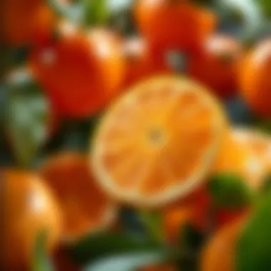 Magnificent Exploring Citrus Flavonoids: A Comprehensive Overview Magnificent Exploring Citrus Flavonoids: A Comprehensive Overview