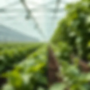 Magnificent Exploring Greenhouse International: Innovations and Implications Magnificent Exploring Greenhouse International: Innovations and Implications