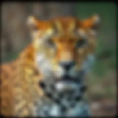 Magnificent The Endangered Status of Leopards: An In-depth Analysis Magnificent The Endangered Status of Leopards: An In-depth Analysis