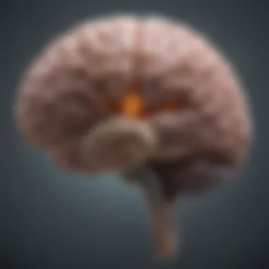 Illustration depicting a brain with highlighted areas affected by concussion.