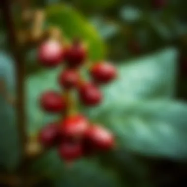Notable A Comprehensive Exploration of Bambara Beans: Their Significance and Potential Notable A Comprehensive Exploration of Bambara Beans: Their Significance and Potential
