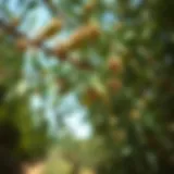 Acacia Senegal: An Examination of Its Significance and Applications Introduction