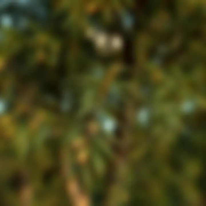 Notable Acacia Senegal: An Examination of Its Significance and Applications Notable Acacia Senegal: An Examination of Its Significance and Applications