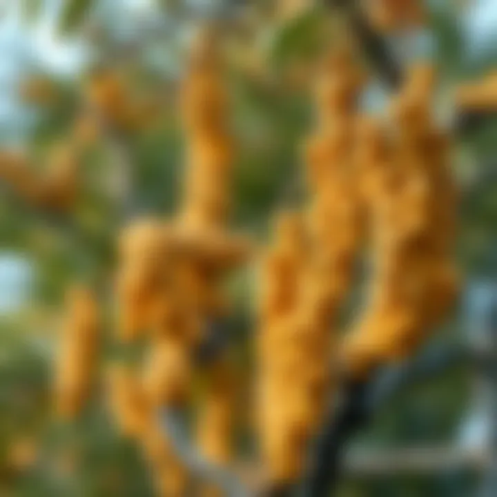 Acacia Senegal: An Examination of Its Significance and Applications Summary Acacia Senegal: An Examination of Its Significance and Applications Summary