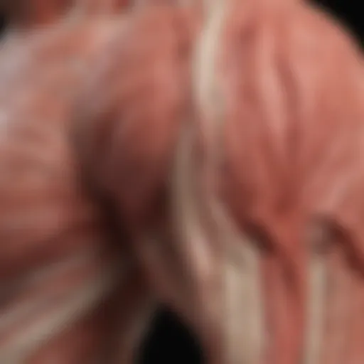Detailed illustration of muscle tissue types
