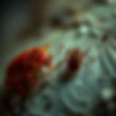 Are Bed Bugs Poisonous? An In-Depth Exploration Summary Are Bed Bugs Poisonous? An In-Depth Exploration Summary