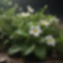 Bacopa Monnieri leaves and flowers