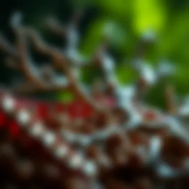 Nutritional Elements for Nerve Repair Nutritional elements essential for nerve repair