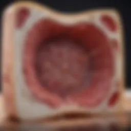 Bone marrow structure illustrating cell production