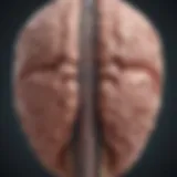 Illustration of cerebrospinal fluid circulation in the brain