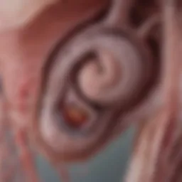 Detailed diagram of the liver and bile duct anatomy