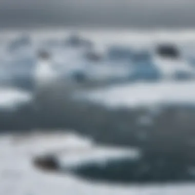 Biodiversity in Antarctica Aerial view of Antarctic fauna, depicting the biodiversity at risk due to climatic shifts.