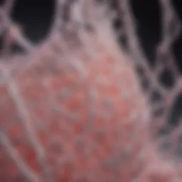 Illustration of collagen structure at a molecular level