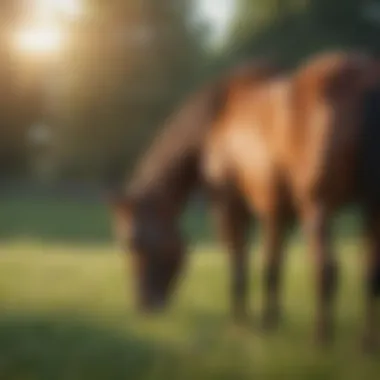 Preventive Care for Optimal Equine Health Healthy horse grazing in a pasture as preventive care