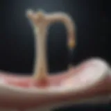 Representation of various bone density measurement techniques