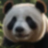 Close-up of a panda bear in its natural habitat