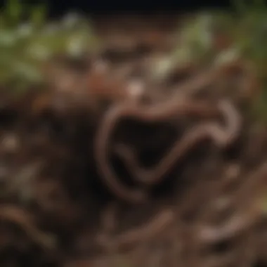 Earthworms Aerating Soil Cross-section of soil with earthworms visibly aerating and enriching it