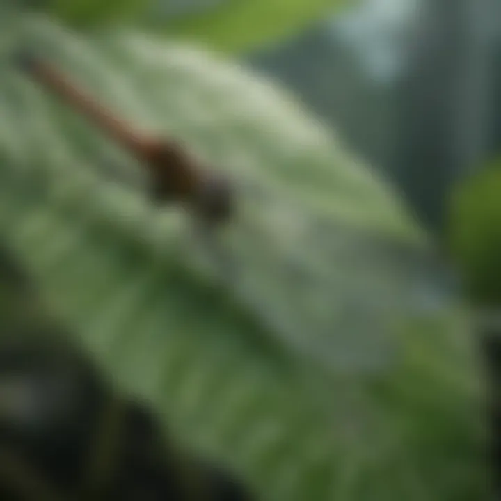 A delicate dragonfly resting on a leaf, highlighting its wing structure.