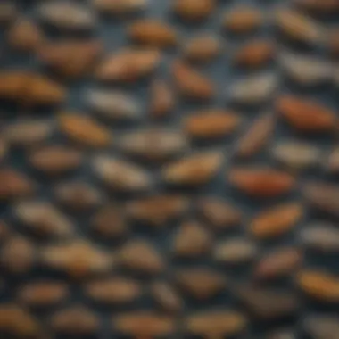 Diversity of Moth Species and Their Patterns A series of moth specimens pinned for study, displaying coloration and patterns.