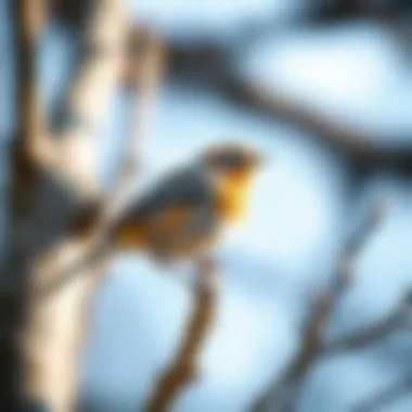 Identification Techniques: Recognizing Species An illustrated guide showcasing various bird species