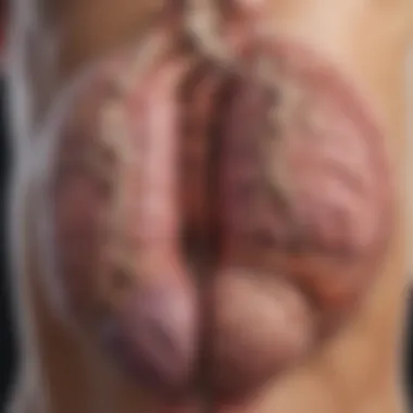 Diagram illustrating the major glands of the endocrine system