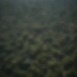 Aerial view of the Amazon rainforest showcasing deforestation effects