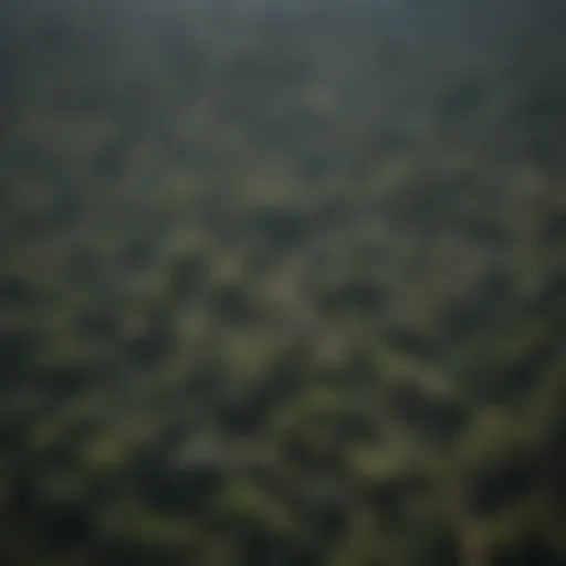 Aerial view of the Amazon rainforest showcasing deforestation effects