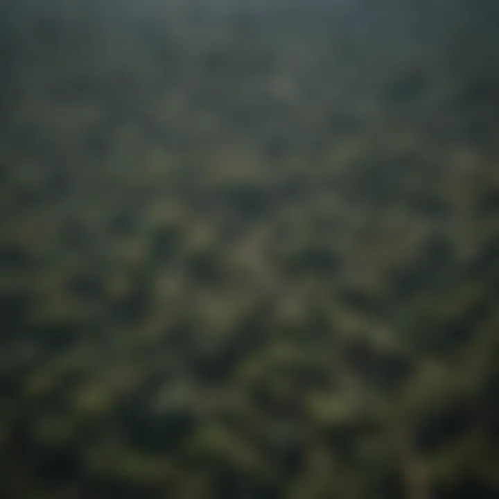 Aerial view of the Amazon rainforest showcasing deforestation effects