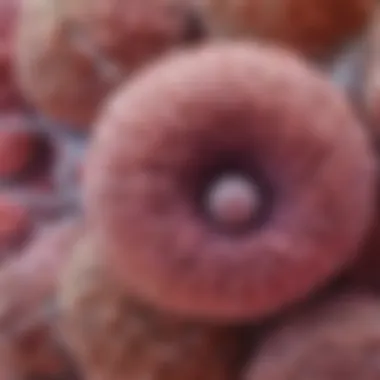 Histopathological Evaluation of Rectal Cancer Histopathological slides depicting rectal cancer cells