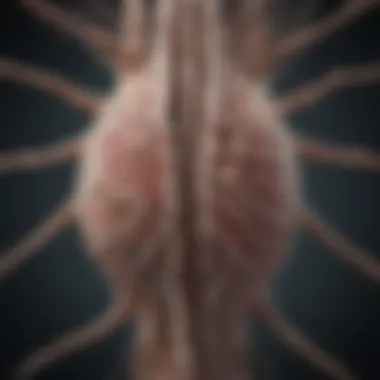 An intricate diagram showcasing the structure of the central nervous system.