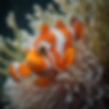 Symbiotic Relationships in Marine Life Close-up of a clownfish nestled in an anemone