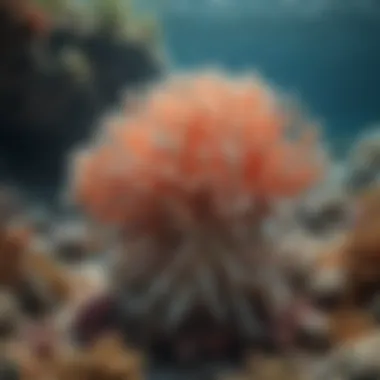 Coral bleaching event affecting fish habitats.