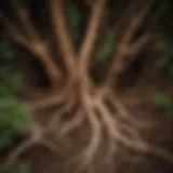 Illustration of meristematic tissue in plant roots