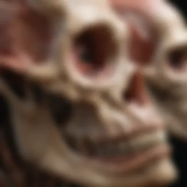 Comparative Anatomy and Common Ancestry Comparative anatomy of various species demonstrating common ancestry