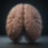 A brain illustration highlighting areas affected by anxiety disorders