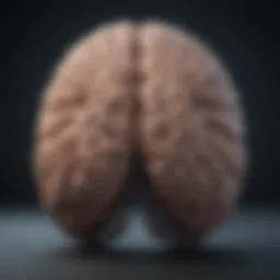 A brain illustration highlighting areas affected by anxiety disorders