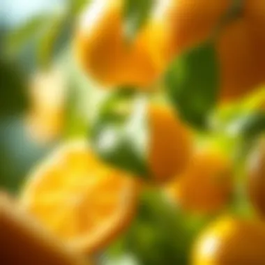 Notable Exploring Citrus Flavonoids: A Comprehensive Overview Notable Exploring Citrus Flavonoids: A Comprehensive Overview