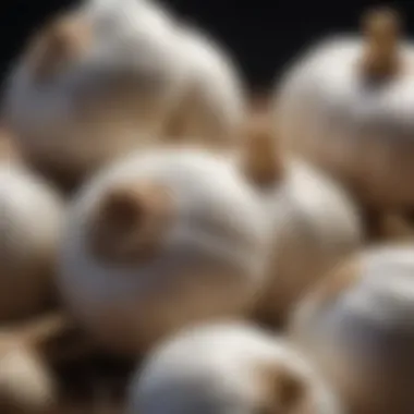Fresh Garlic Bulbs Fresh garlic bulbs showcasing their natural texture and form