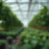 Exploring Greenhouse International: Innovations and Implications Introduction
