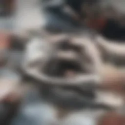 Conceptual representation of sustainability science