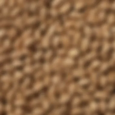 Detailed View of Faba Bean Seeds Close-up of faba bean seeds showcasing their texture