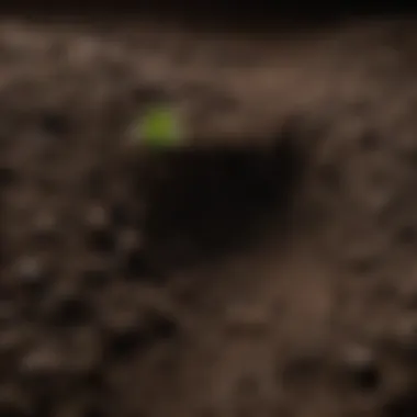 The Essence of Fertile Soil Close-up of rich, dark soil with visible organic matter