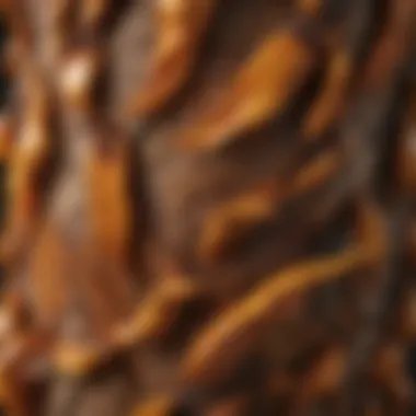 Unique Bark Structure of Cat's Claw Vine Close-up of Cat's Claw vine showcasing its unique bark structure