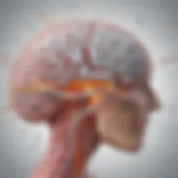 Diagram illustrating the biochemical pathways of vitamin D in the brain
