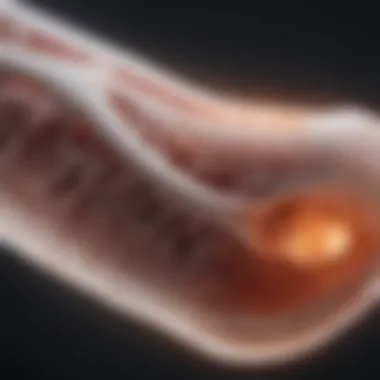 Diagram illustrating ultrasound waves interacting with bone structures