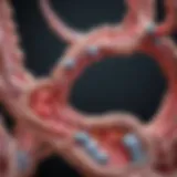 Diagram illustrating the genetic basis of familial hypercholesterolemia