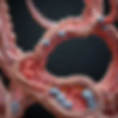 Diagram illustrating the genetic basis of familial hypercholesterolemia