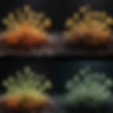 Comparison of Fluorescence Techniques Comparison of different fluorescence techniques
